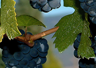 Women’s Networking Wine Tasting Event