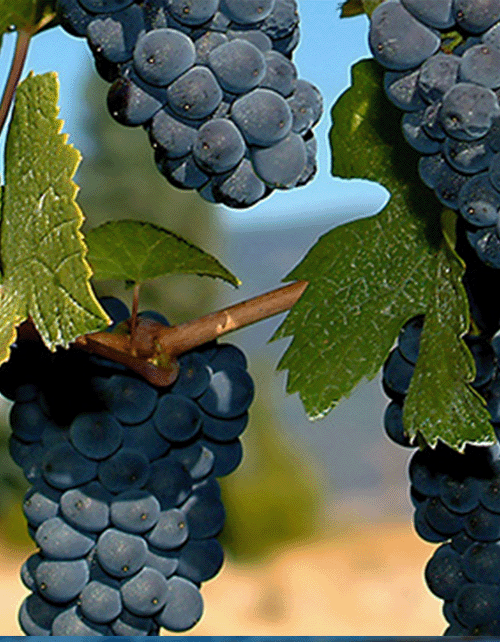 Women’s Networking Wine Tasting Event